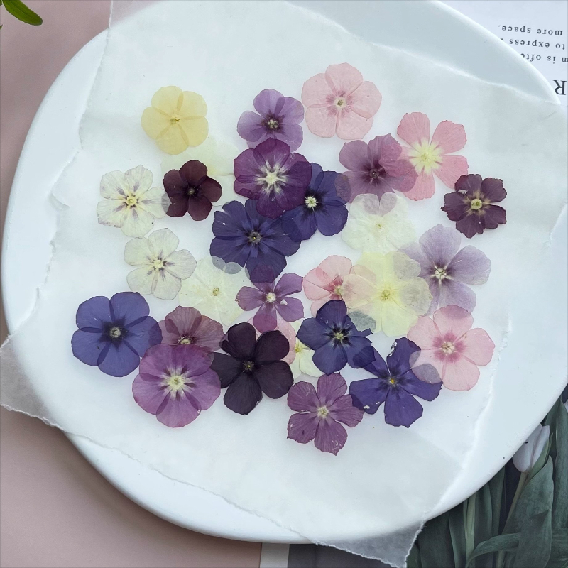 ดอกไม้แห้งอัดแบบกึ่งโปร่งแสง 1 - Resin Art Baby บทวิจารณ์และราคา