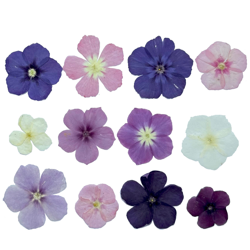 ดอกไม้แห้งอัดแบบกึ่งโปร่งแสง 1 - Resin Art Baby บทวิจารณ์และราคา